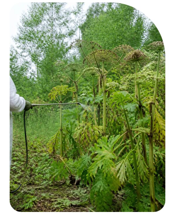 Обработка участка от борщевика в Нижневартовске по цене от 5180 р. | Сенат-Нжт